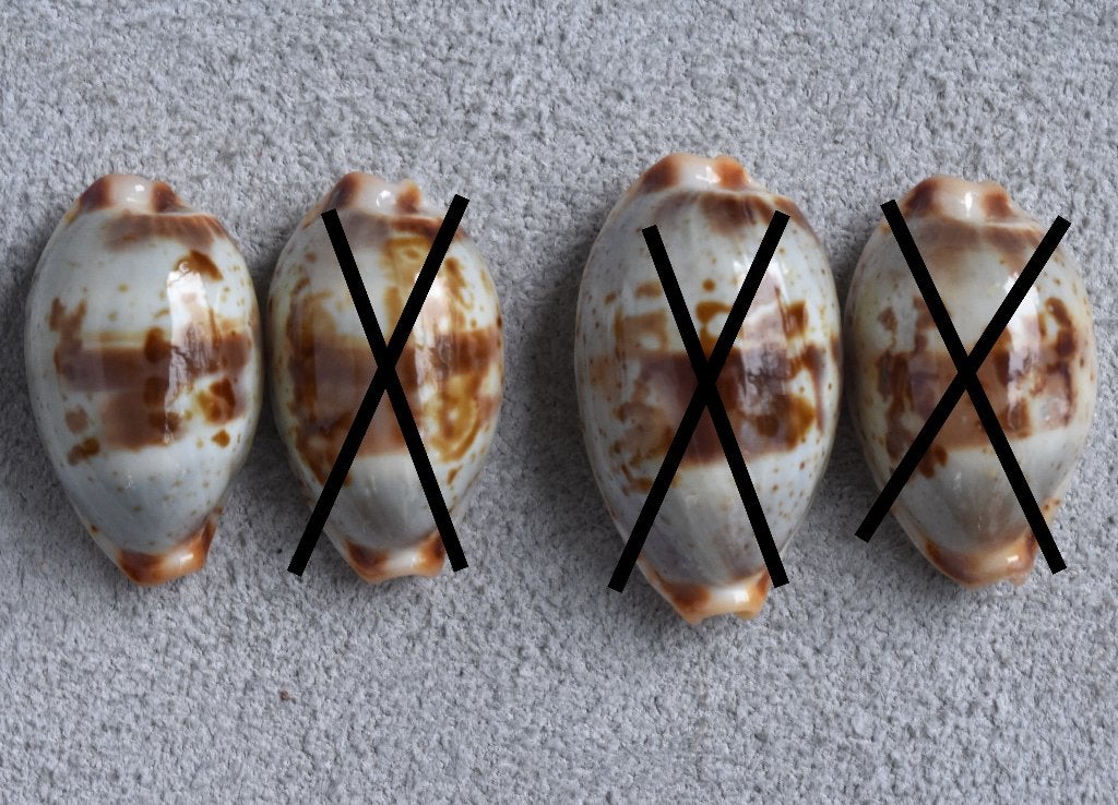 Schelpen: Cypraea erythraeensis 20-23,4mm  - Rode Zee, Ophalen of Verzenden, Schelp(en)
