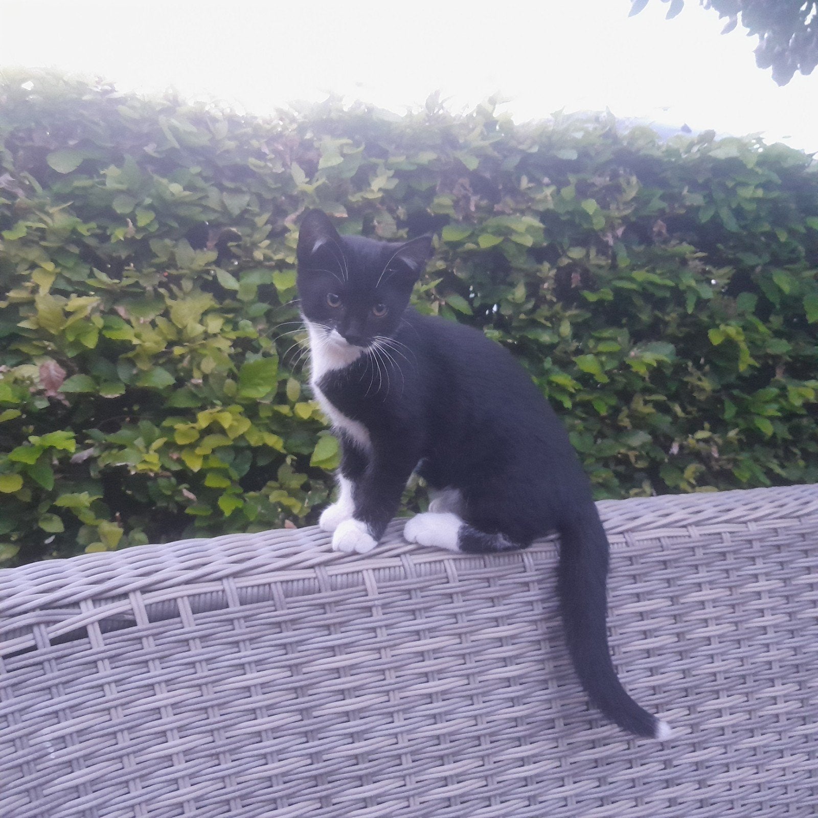 Zwart witte kittens., Dieren en Toebehoren, Meerdere dieren, Kortharig, 0 tot 2 jaar