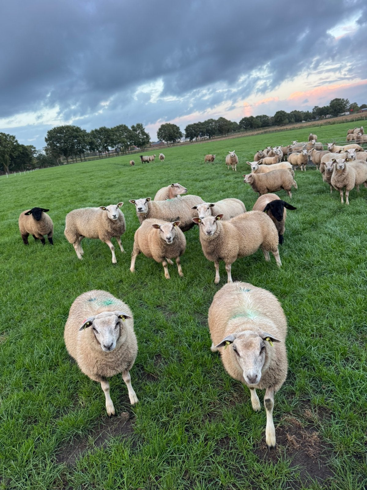 Fok ooilammeren, Dieren en Toebehoren, Vrouwelijk, Schaap