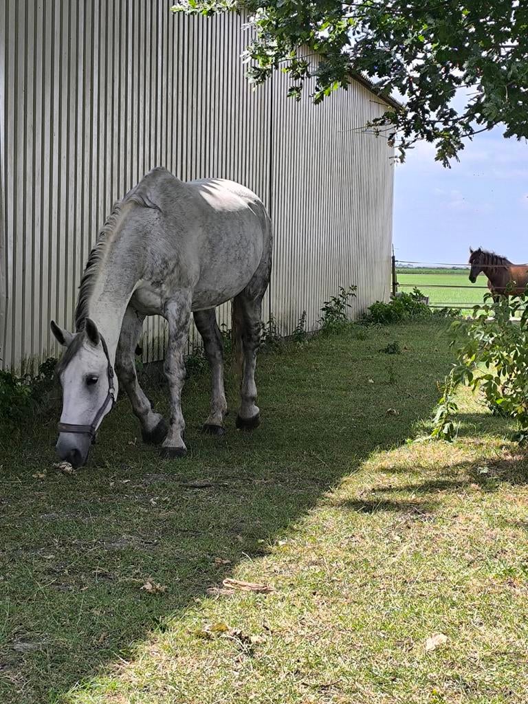 Unieke kruising, percheron x lipizzaner, merrie 10 jaar, Dieren en Toebehoren, Paarden, Merrie, Recreatiepaard