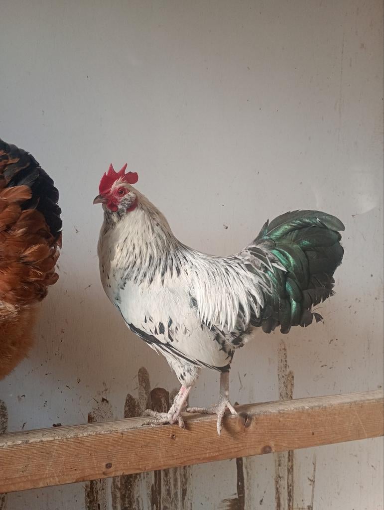 Hanen gratis, Dieren en Toebehoren, Pluimvee, Mannelijk, Kip