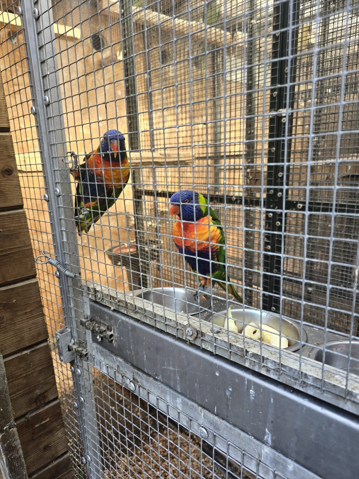 Mooi Kweekkoppel Lori koppel, Dieren en Toebehoren, Vogels | Parkieten en Papegaaien