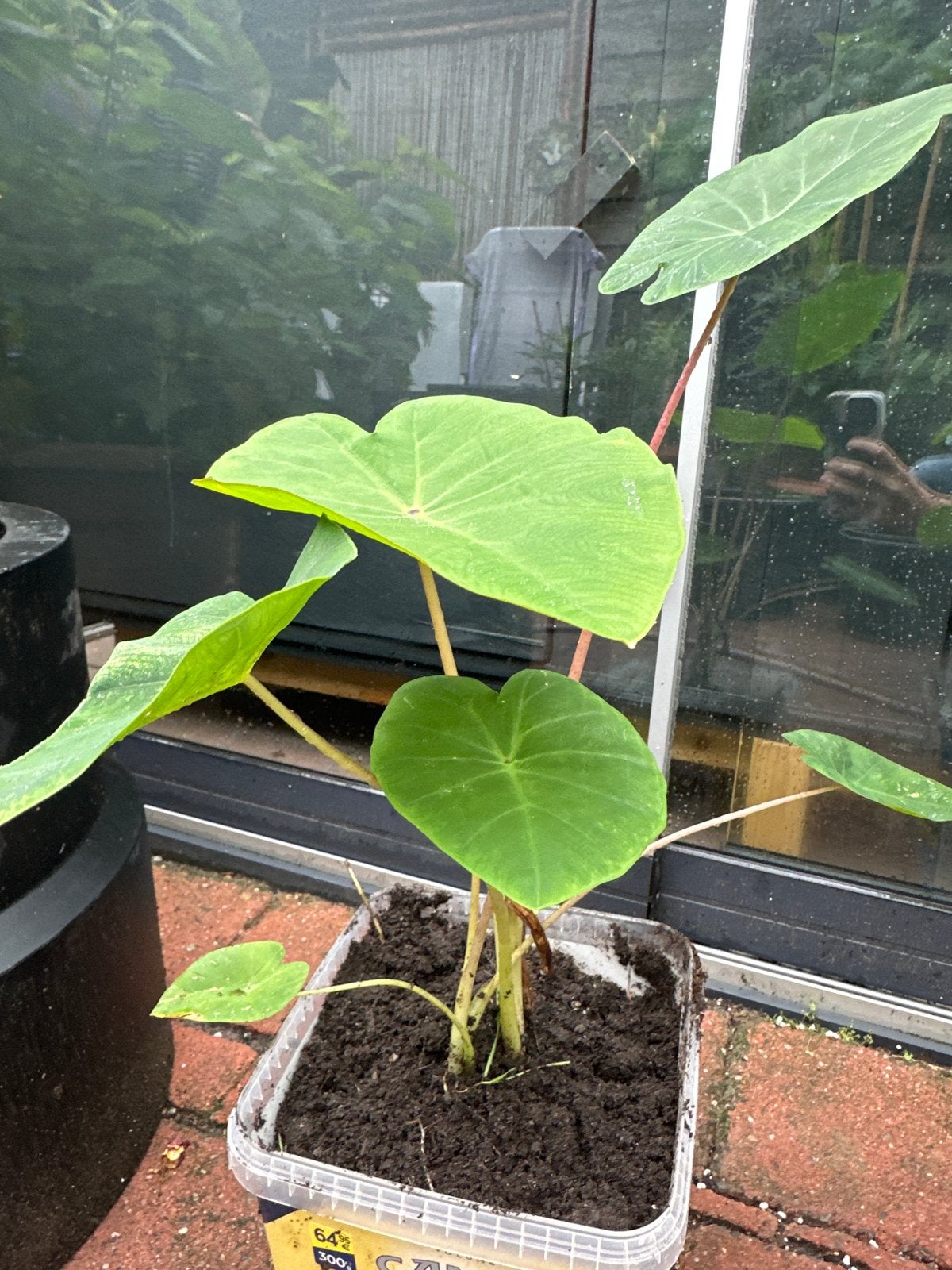 Taro plant (Colocasia esculenta) pink china, Tuin en Terras, Planten | Tuinplanten, Vaste plant, Bloeit niet, Halfschaduw, Ophalen