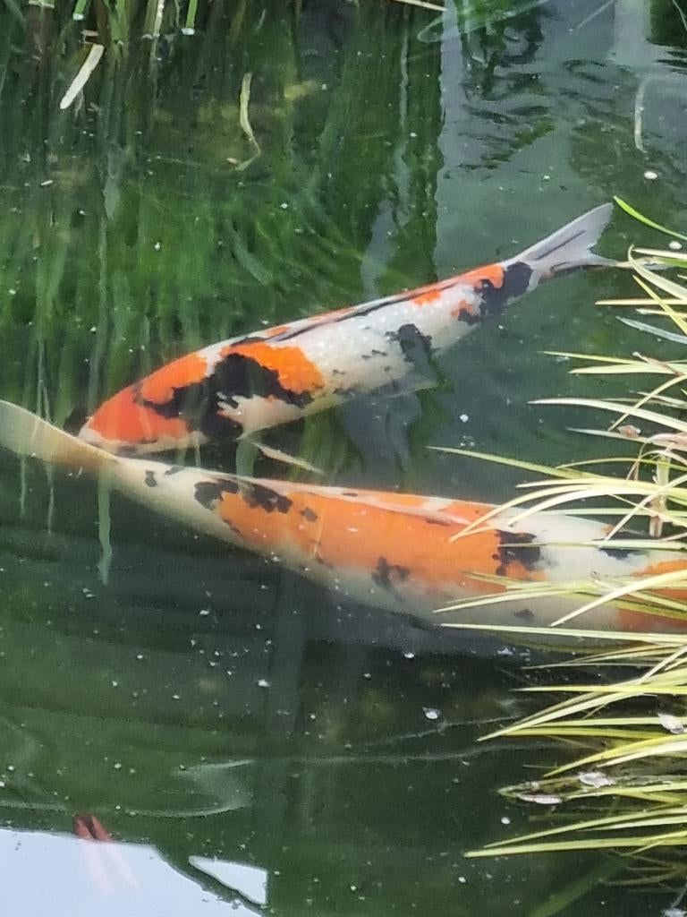 koi karpers tekoop, Karper of Koi