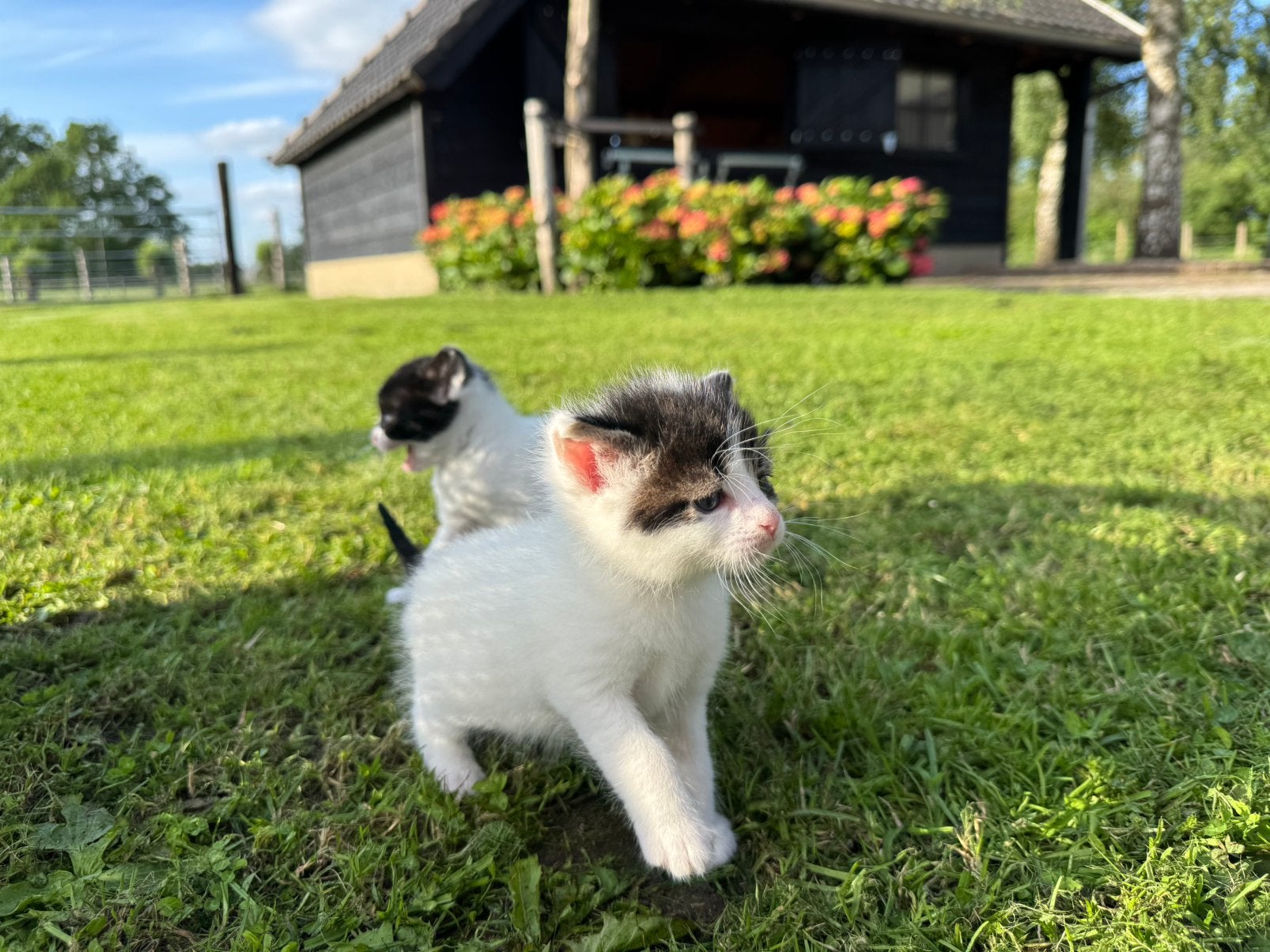 Lieve boerderij kittens, Meerdere dieren, Kortharig, 0 tot 2 jaar