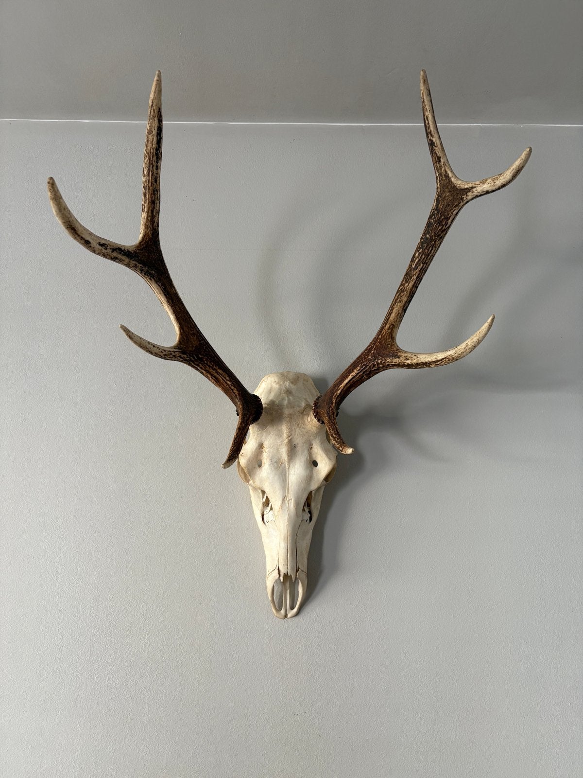Schedel met gewei - Decoratie, Verzamelen, Ophalen of Verzenden, Gebruikt