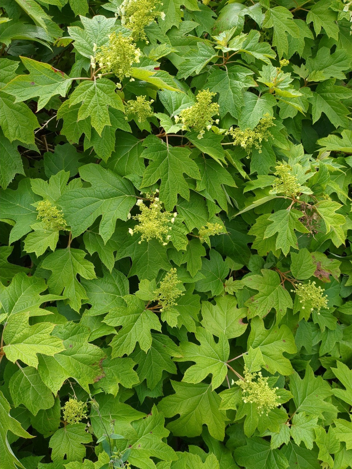 Eikenblad Hortensia stekken - Geurende bloemen, Ophalen of Verzenden