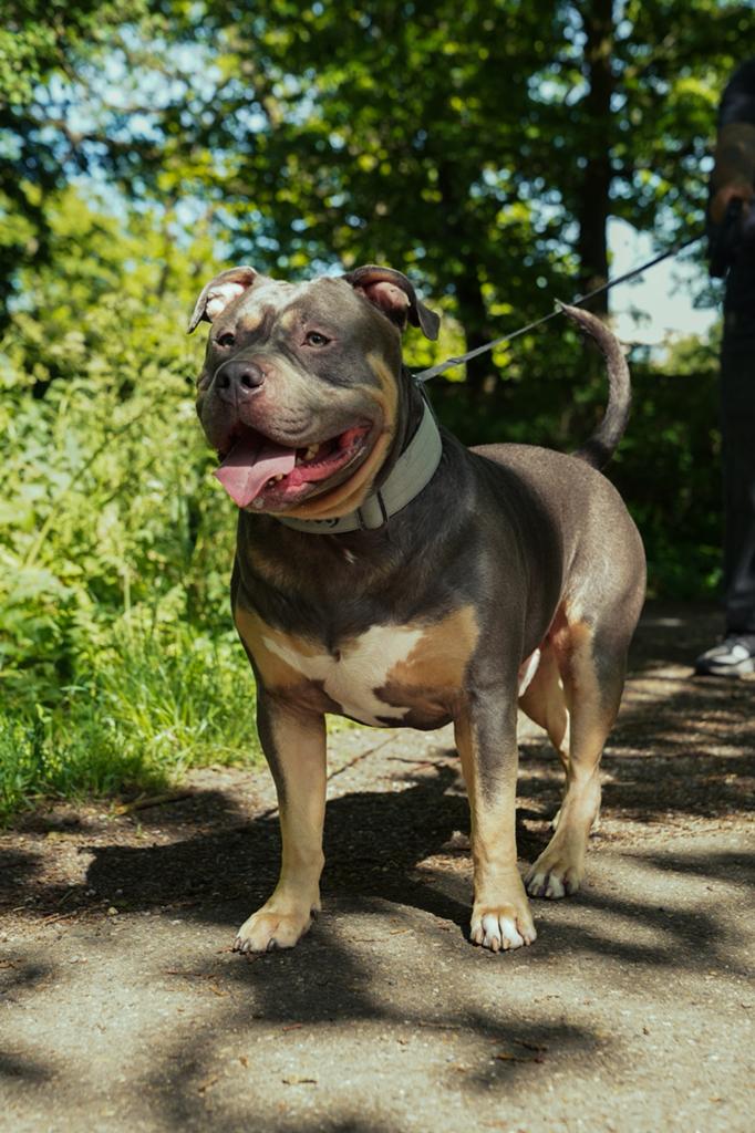 DEK REU Amerikaans bully XL Tri Blue, CDV (hondenziekte), 1 tot 2 jaar, Meerdere, Nederland