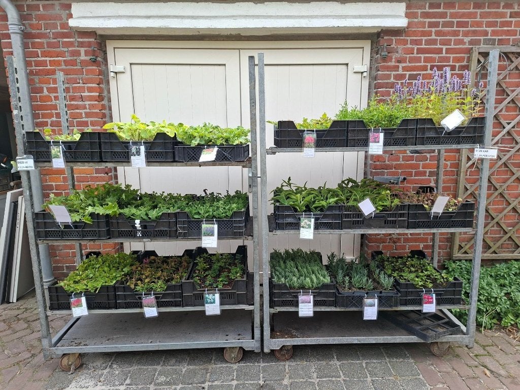 Roan's tunplanten aanvullend assortiment vanaf 26-8-2026!, Tuin en Terras, Ophalen, Eenjarig, Volle zon