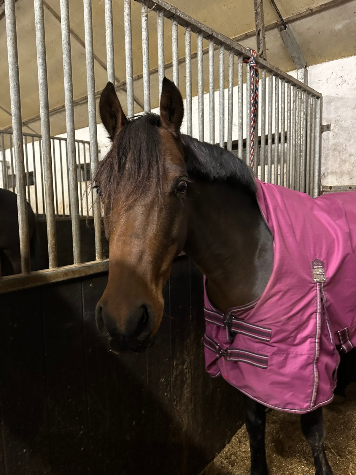 Knappe allround sportpony!, Met stamboom, Ruin, Springpony, L