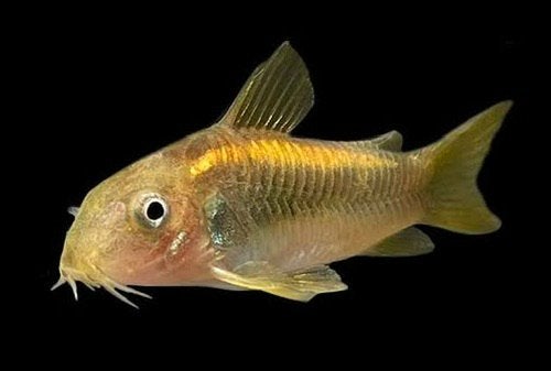 Corydora Goldstripe, Dieren en Toebehoren, Vis, Zoetwatervis, Schoolvis