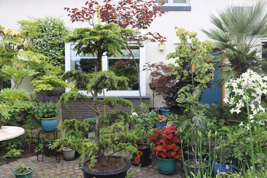 bonsaiboom, Ophalen, Volle zon, Overige soorten, 100 tot 250 cm
