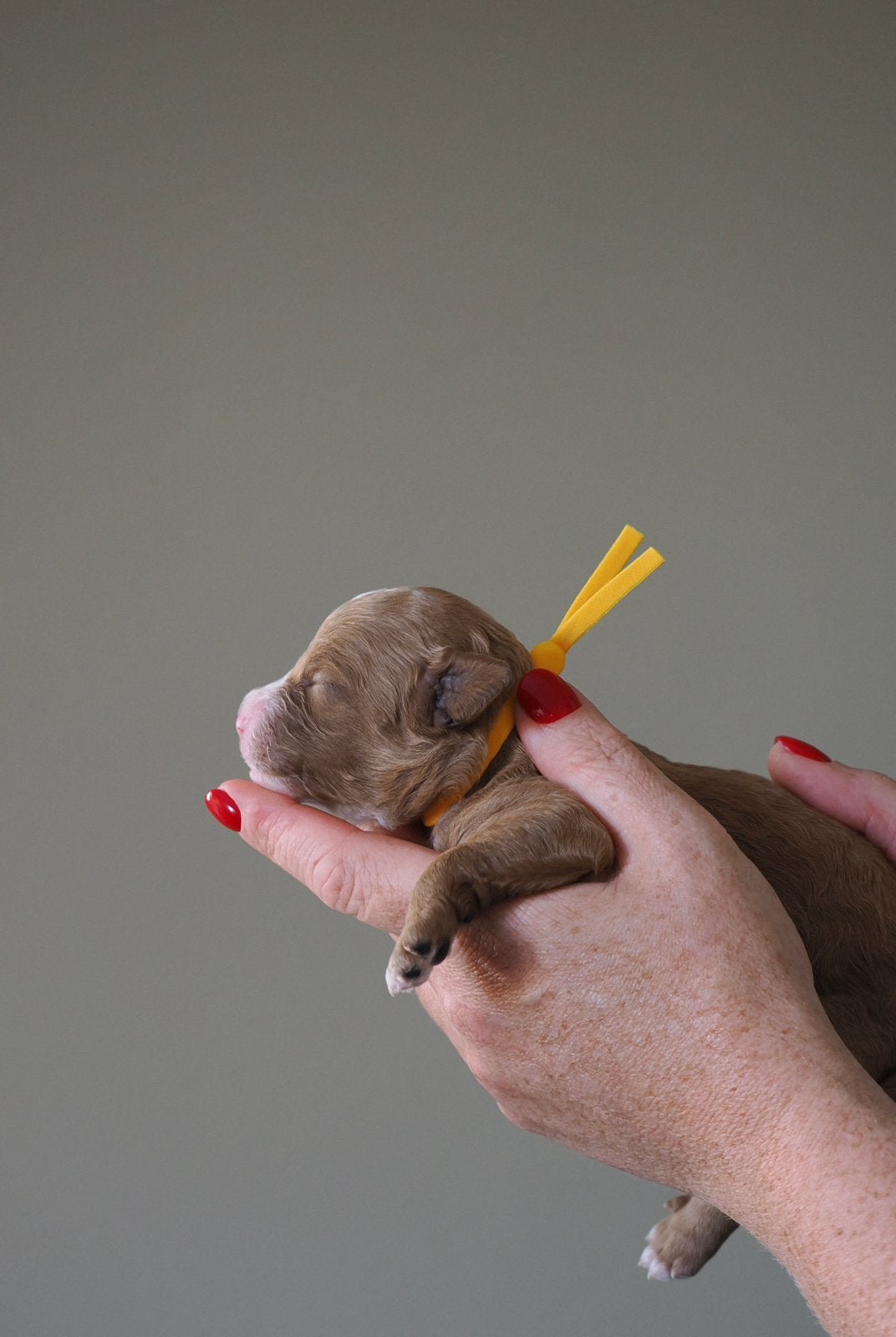 Labradoodle pup beschikbaar, Overige rassen, CDV (hondenziekte), 8 tot 15 weken, Teef