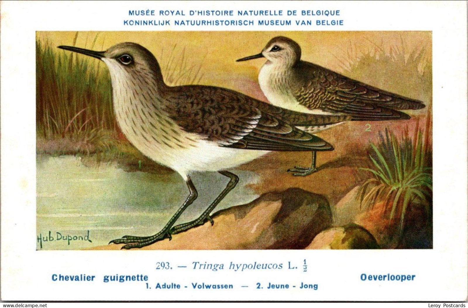 Oeverlooper / Common Sandpiper – Nº 293 – (KBIN / IRSNB), Verzenden, 1940 tot 1960, Ongelopen, Vogel