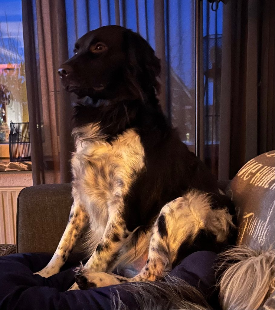 Lieve Friese stabij’s, Dieren en Toebehoren, Honden | Dekreuen, Parvo, Meerdere, Meerdere dieren, 3 tot 5 jaar