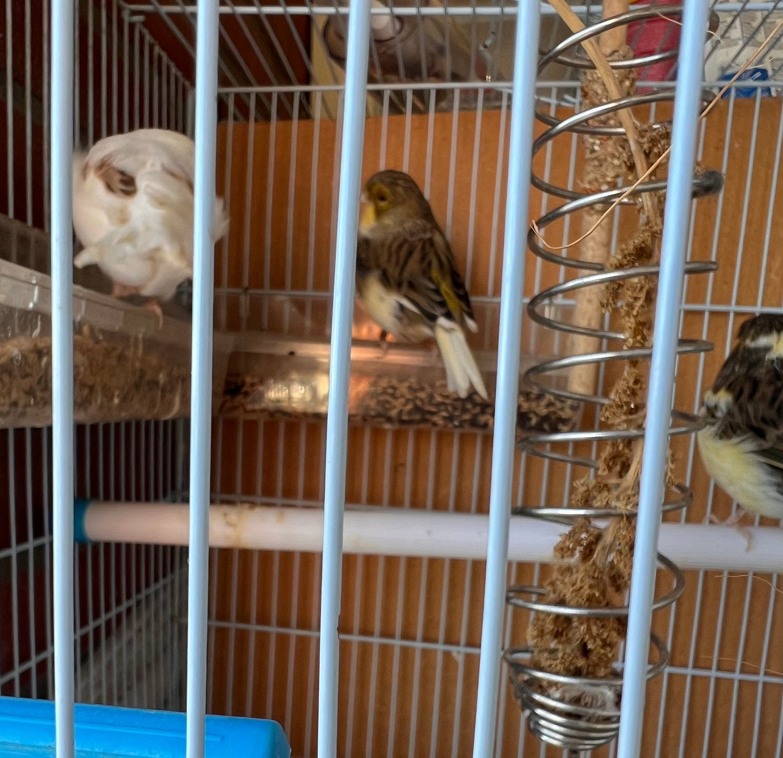 Kanaris Gloster, Meerdere dieren, Postuurkanarie