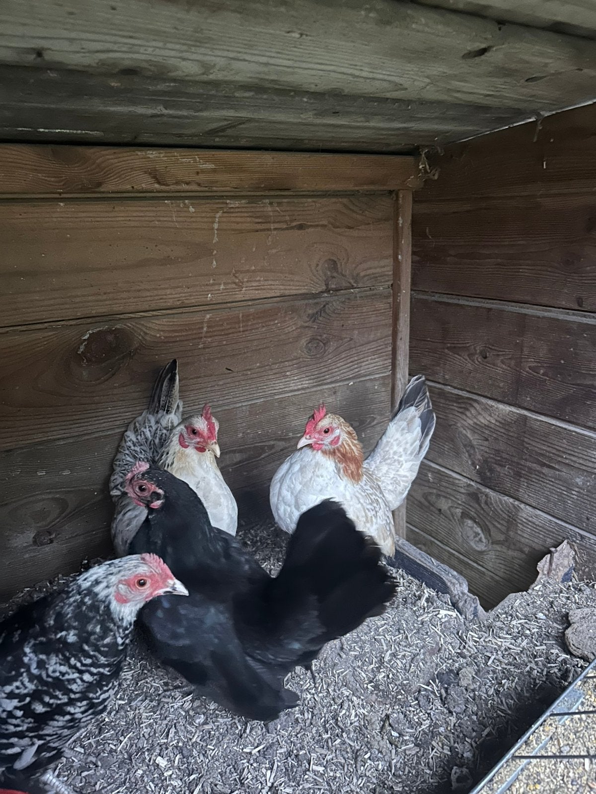 4 Chabo krielkippen, Dieren en Toebehoren, Vrouwelijk, Kip