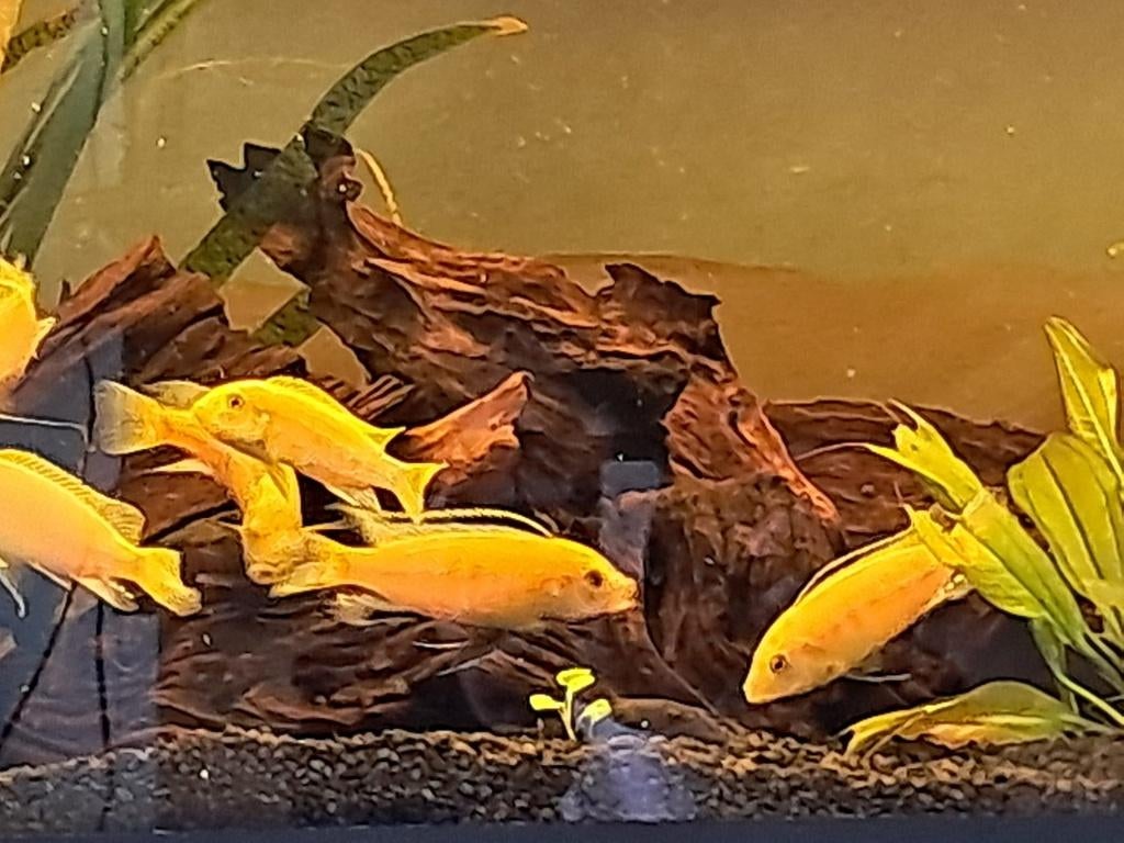 Malawi Cichliden, Vis, Zoetwatervis