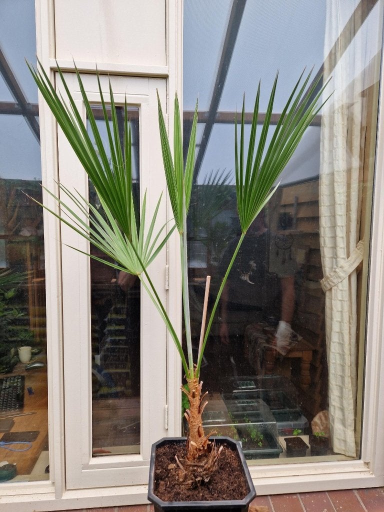 Konings palm, Ophalen, Bloeit niet, Overige soorten, Volle zon