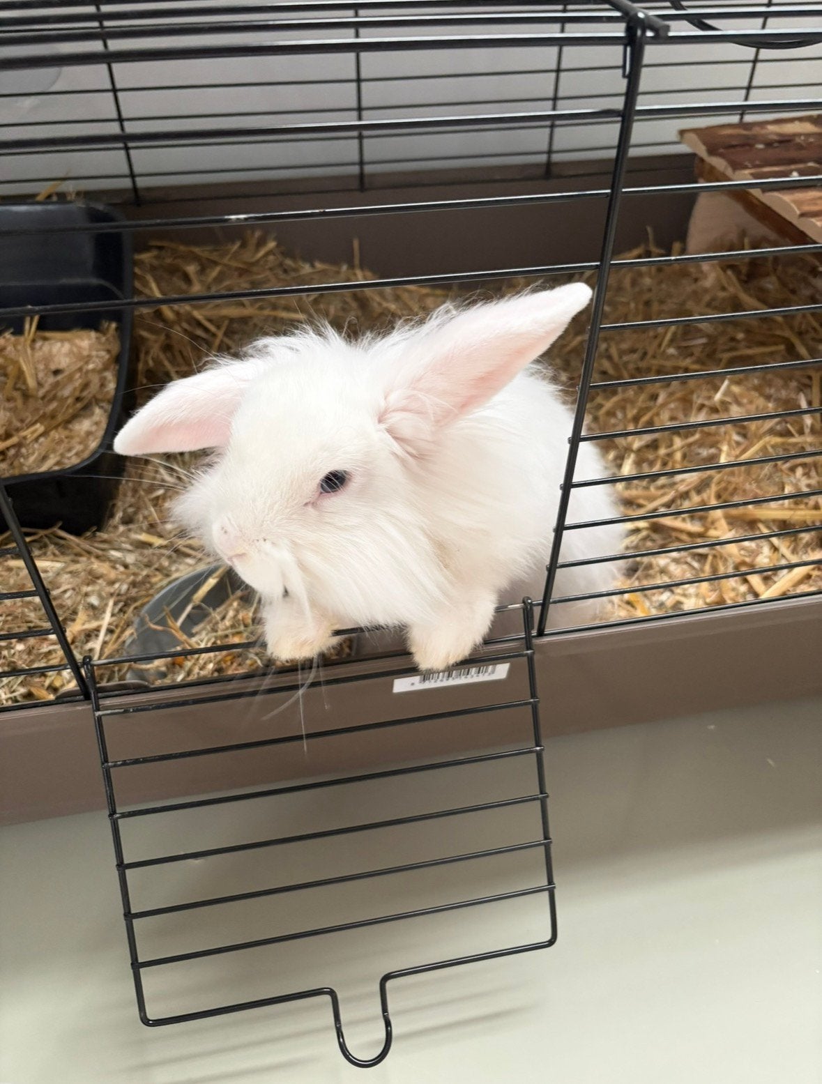 Teddy vrouwtjeskonijn geboren eind april, Dieren en Toebehoren, Knaagdieren, April, Vrouwelijk, Overige typen