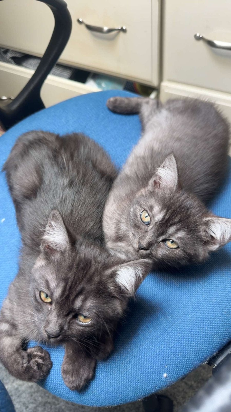 Kittens te koop  Britse Korthaar X Ragdoll, Dieren en Toebehoren, Katten en Kittens | Overige Katten, Poes