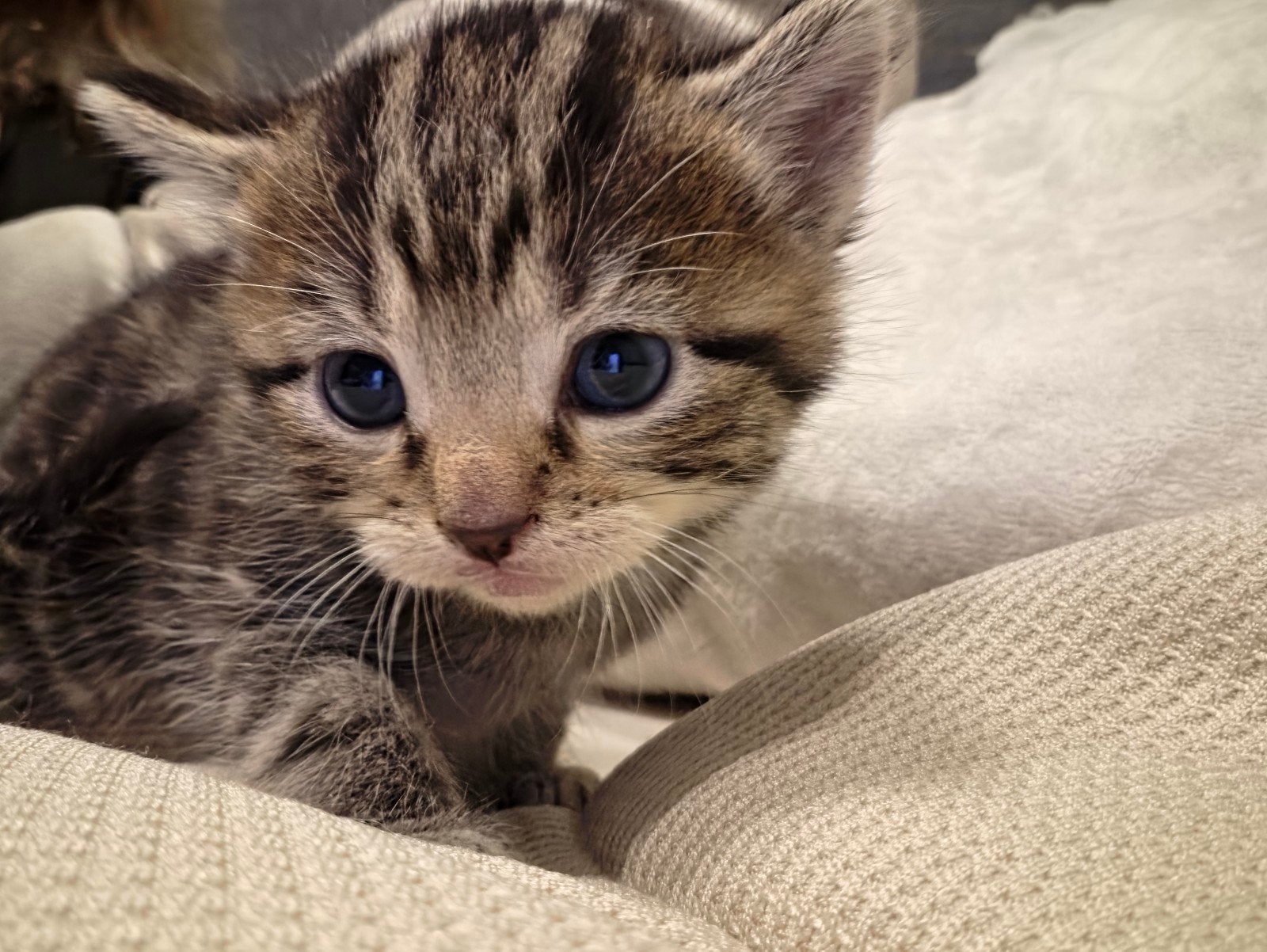 kittens kruising ragdoll, Meerdere dieren