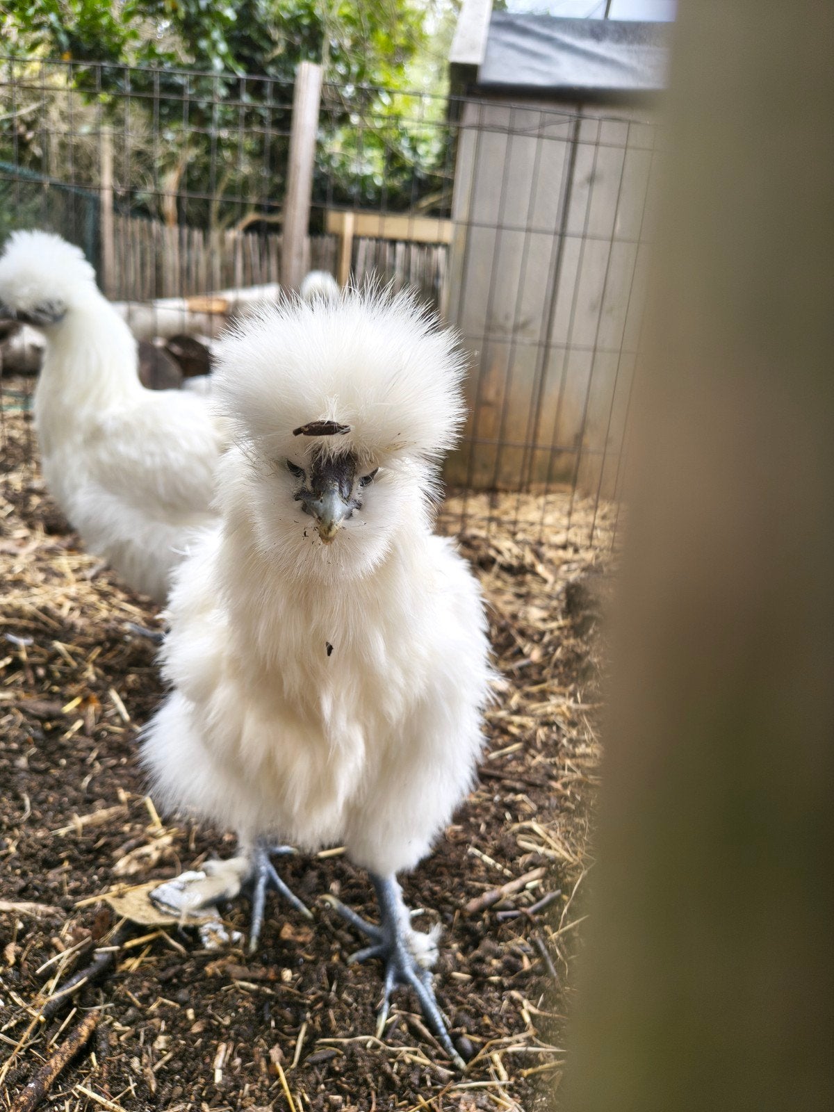 zijde hoen kip, Dieren en Toebehoren, Pluimvee, Vrouwelijk, Kip