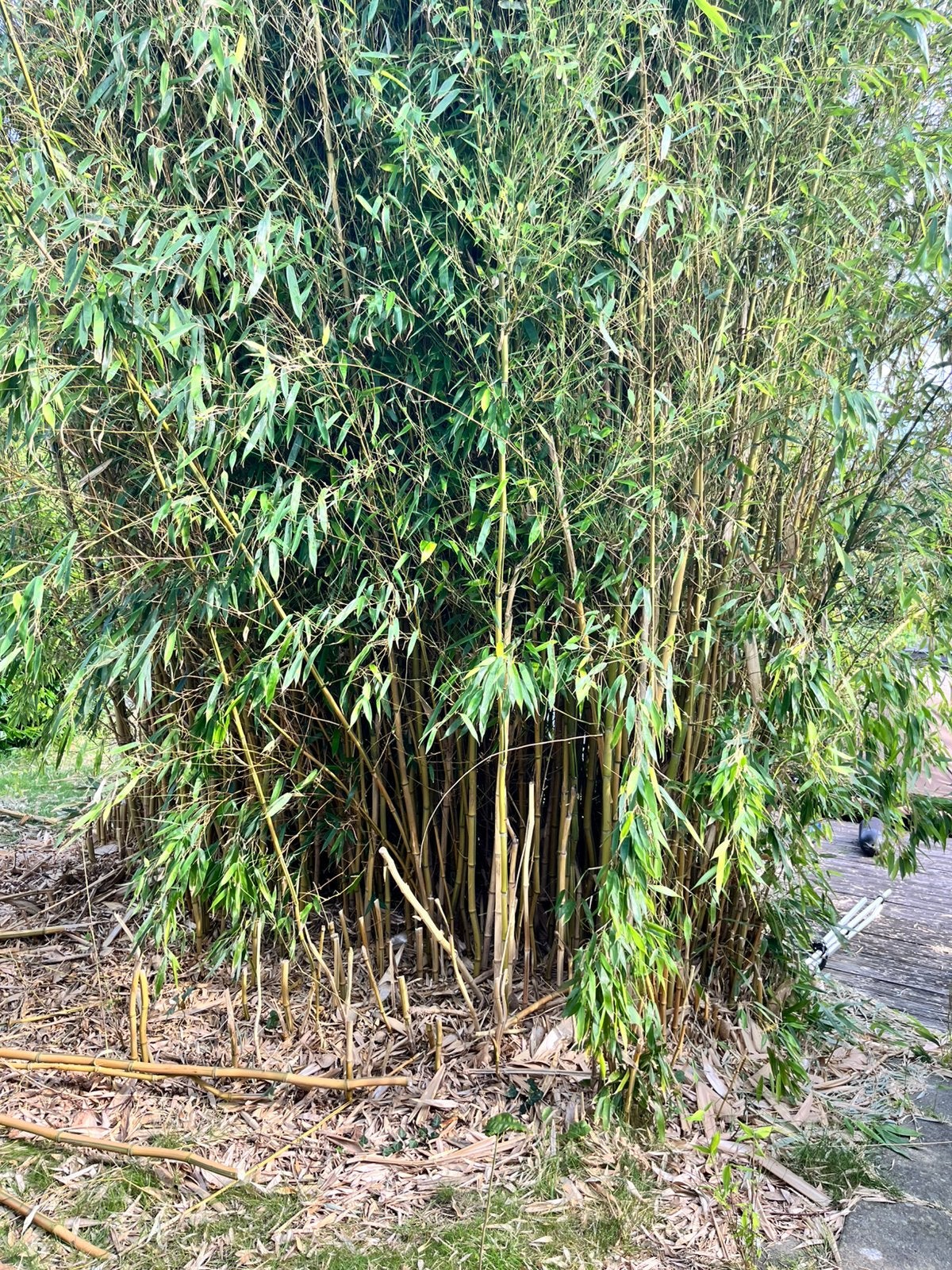 Gratis bamboe, hele plant of losse stokken, Tuin en Terras, Ophalen, Bloeit niet, Overige soorten