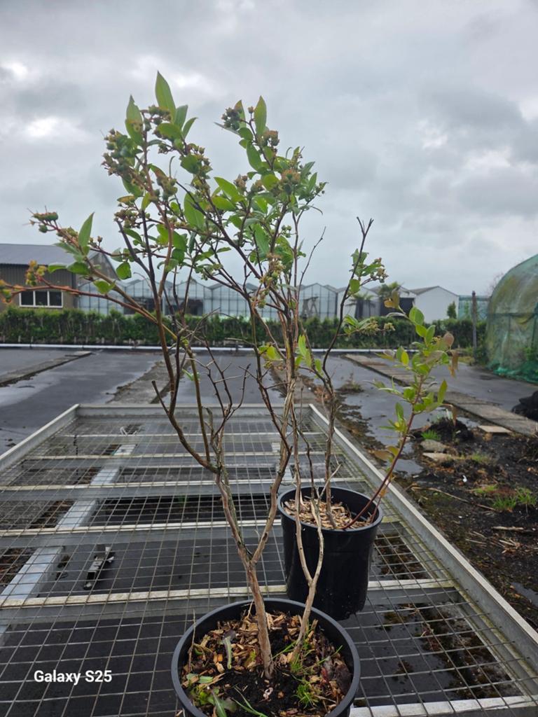Vaccinium corymbosum ‘Duke’ – Blauwe Bes, Tuin en Terras, Lente, Minder dan 100 cm, Volle zon, In pot