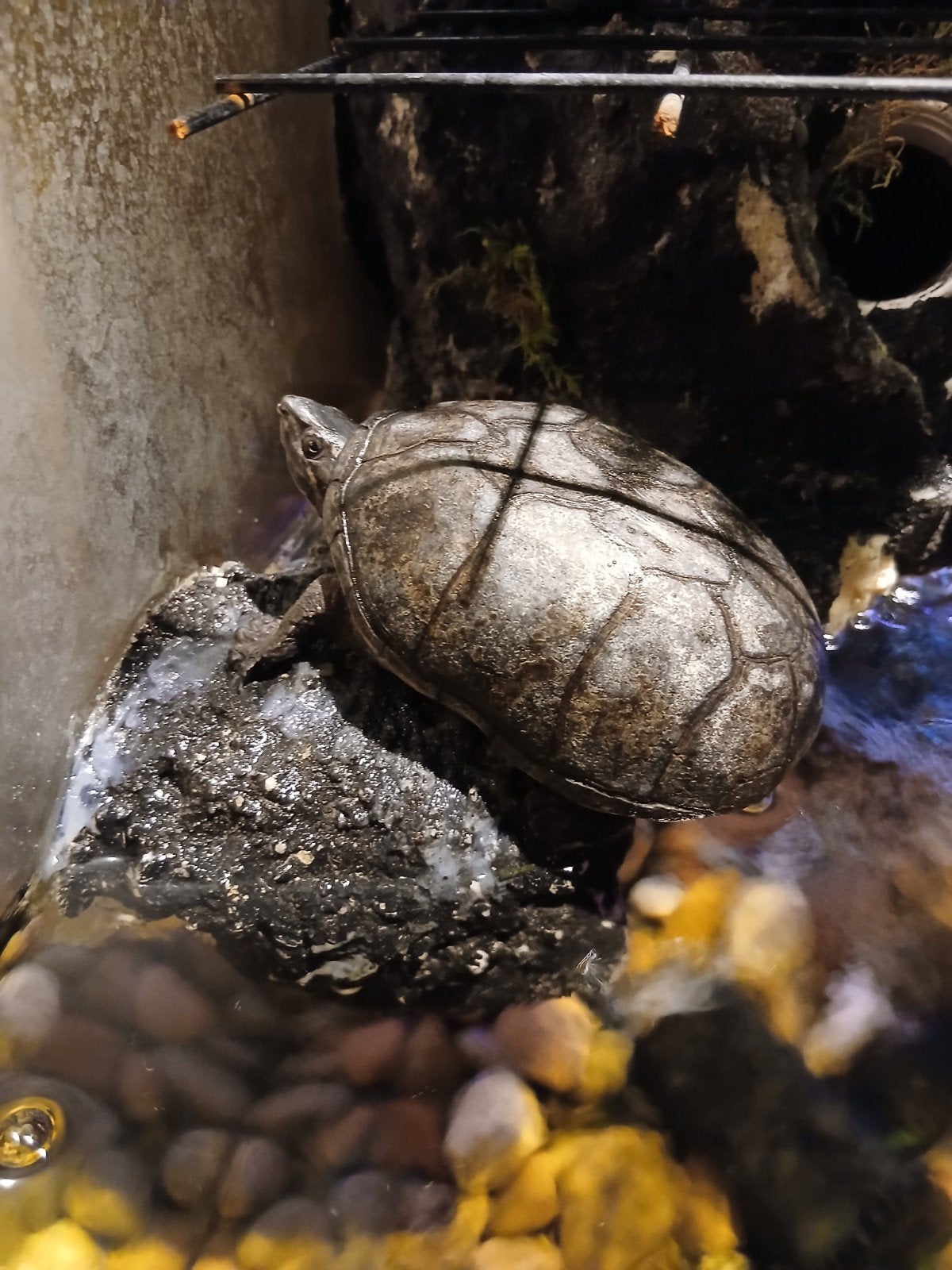 Muskus schildpad  evt met kast, Dieren en Toebehoren, Overige soorten