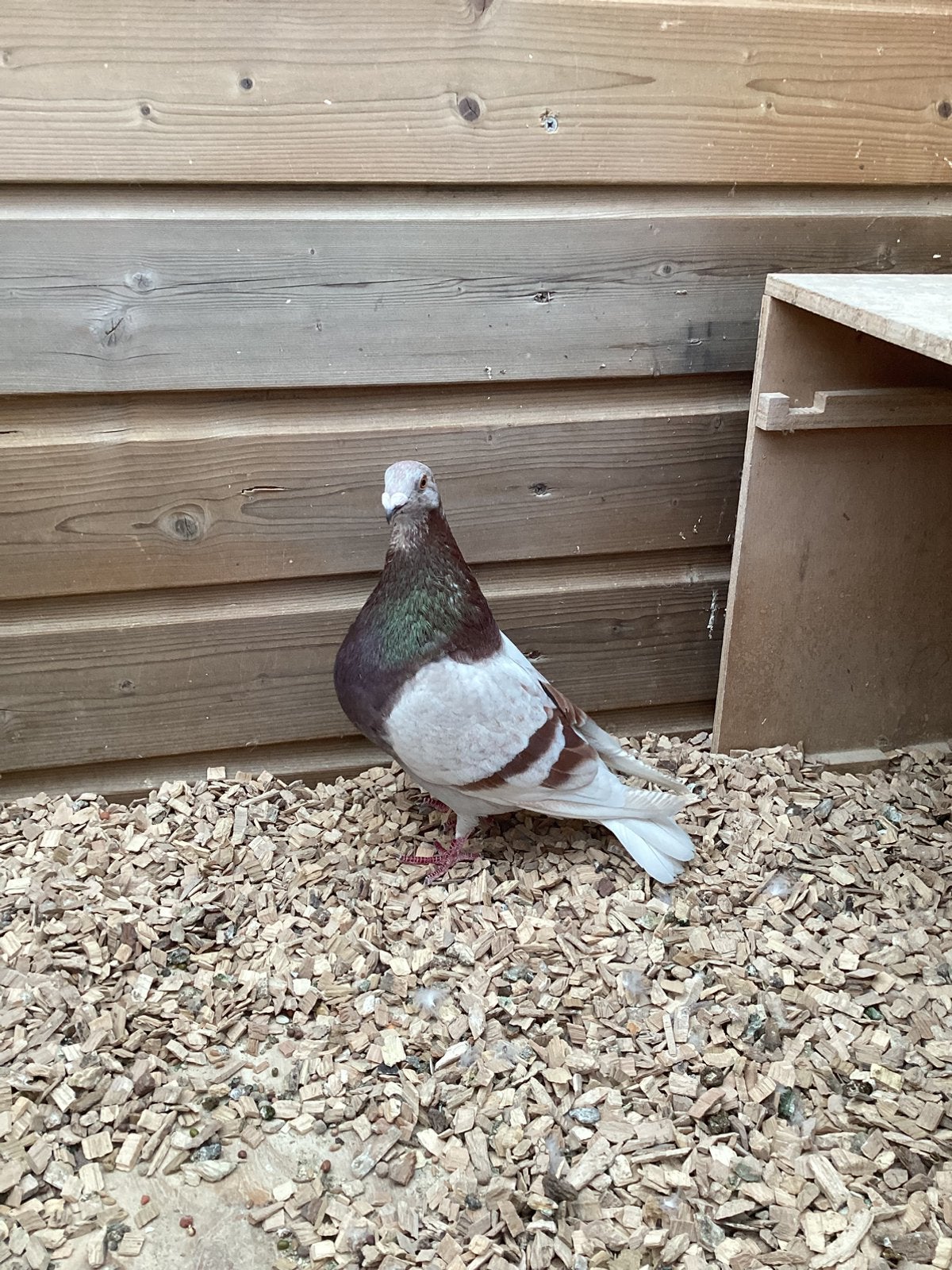 Jennisse doffer, Dieren en Toebehoren, Mannelijk, Kropper