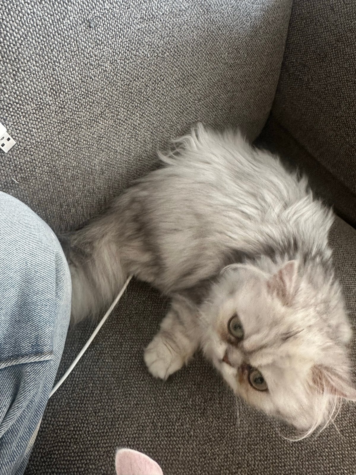 kitten Chinchilla Persian, Dieren en Toebehoren, Katten en Kittens | Overige Katten, Poes