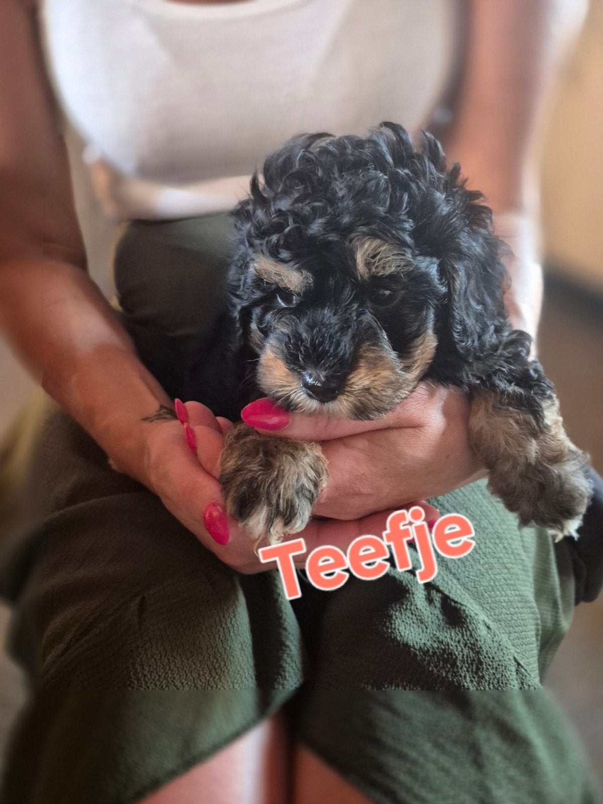 Maltipoo F1b puppy's Toypoedel x maltipoo, Overige rassen, 8 tot 15 weken, Parvo, Meerdere