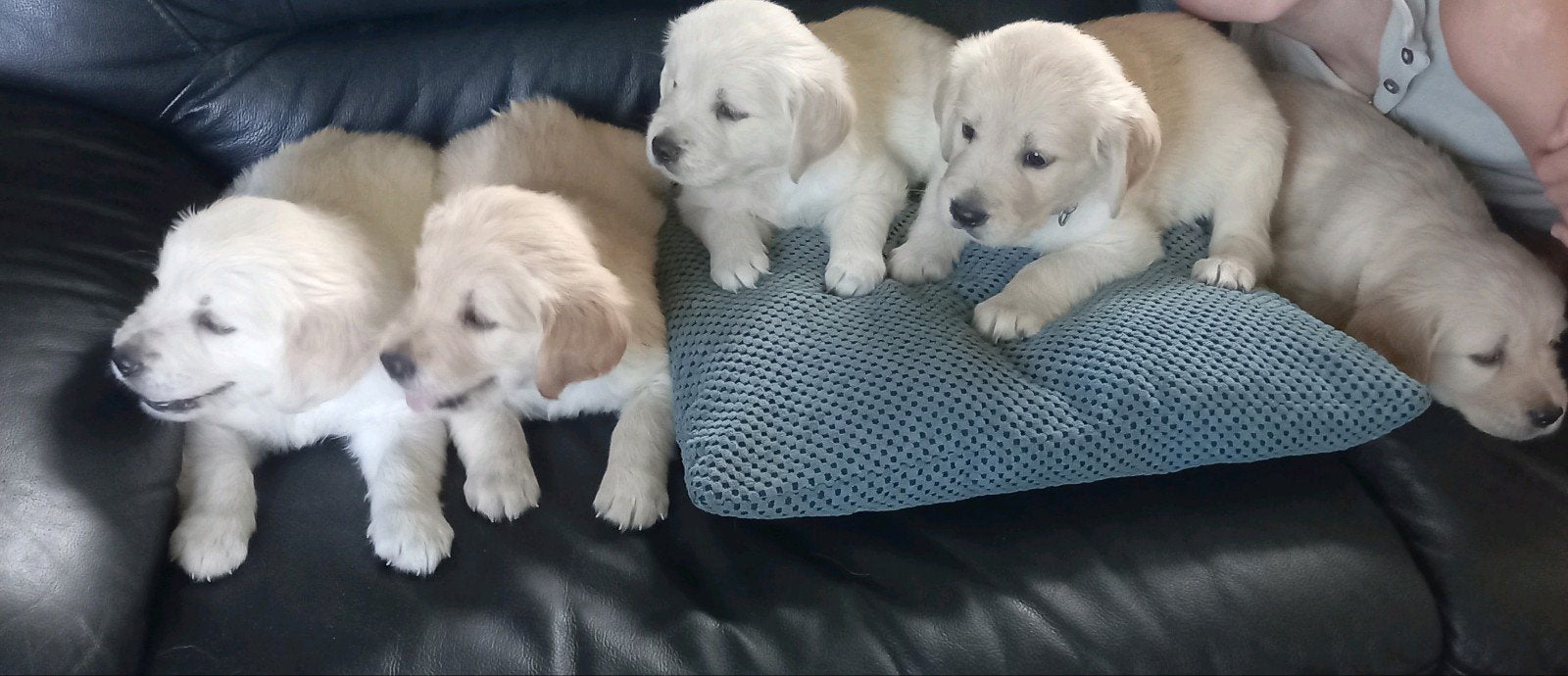 te koop mooie lieve goldenretriever pups, 8 tot 15 weken, Meerdere, Meerdere dieren, Parvo