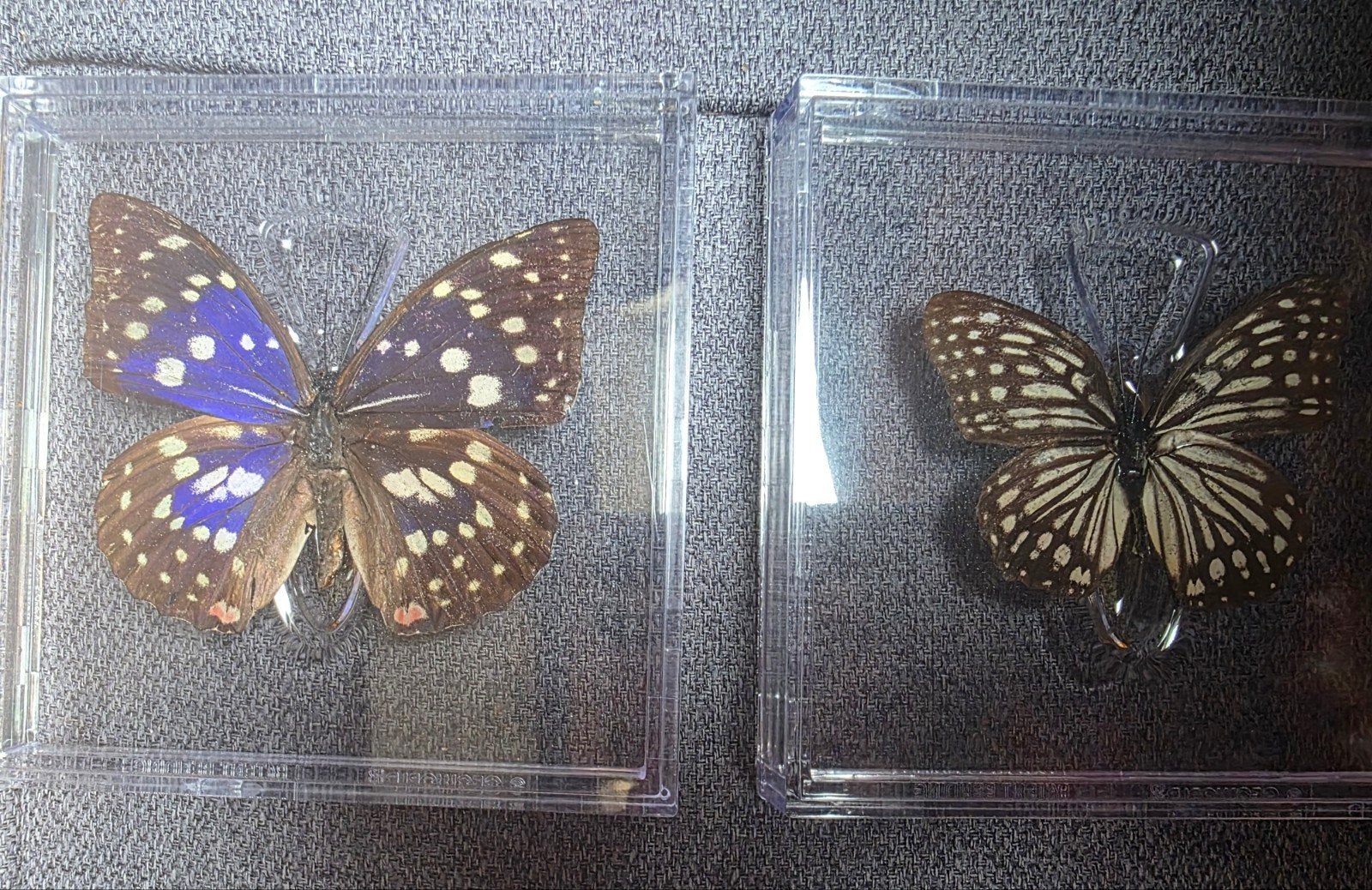 Schitterende opgezette vlinders in display. 5 euro per stuk., Ophalen of Verzenden, Gelezen, Spiritualiteit algemeen, Achtergrond en Informatie