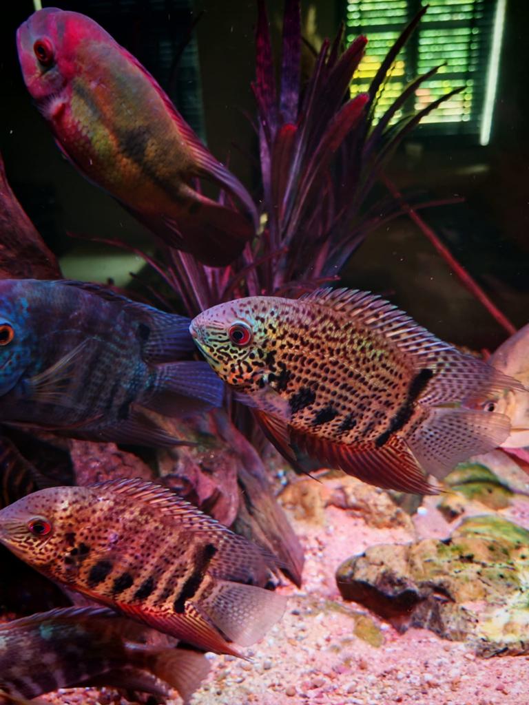 Prachtige groep Heros Notatus Rio Negro, Vis