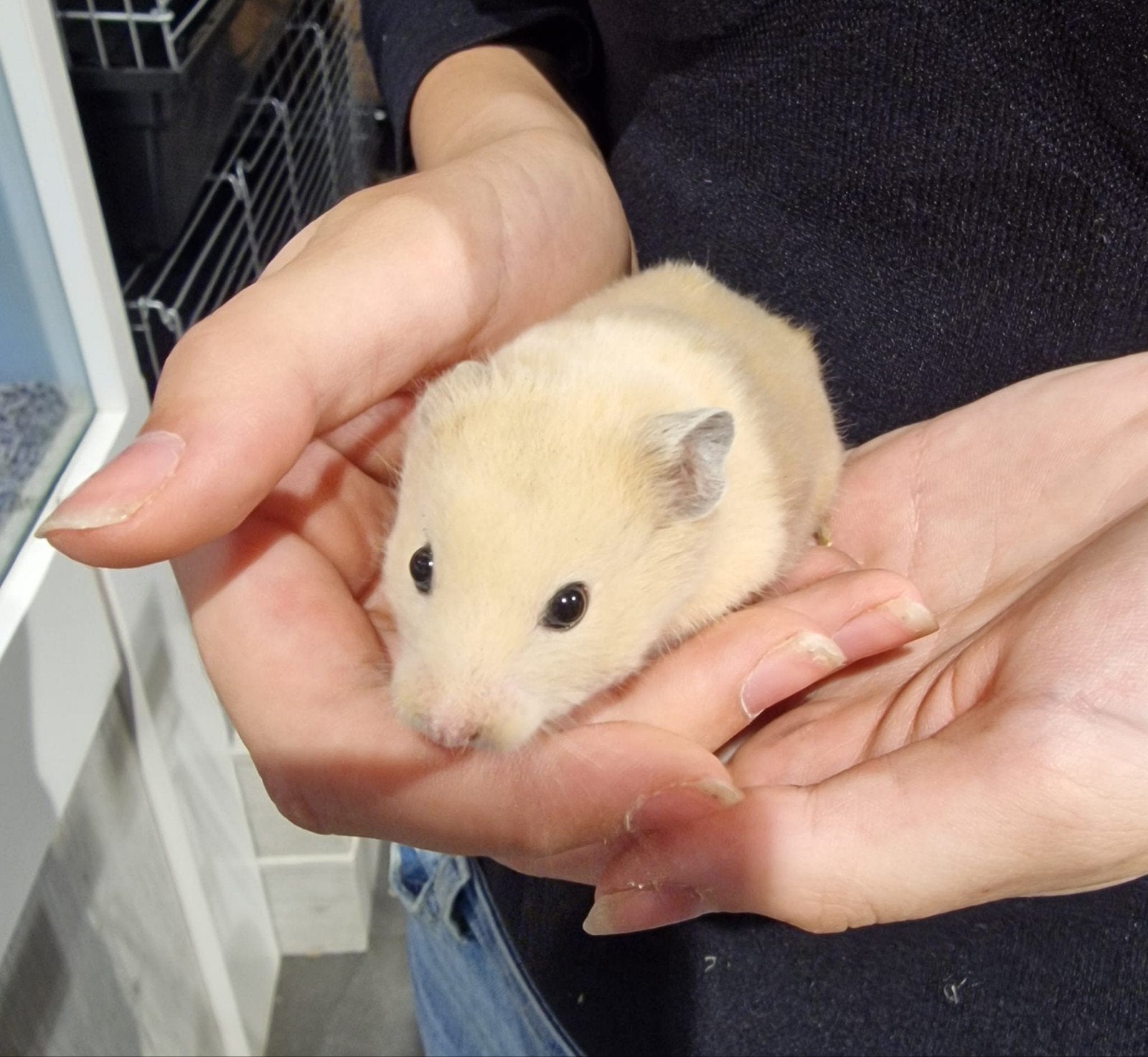 Foto 5 van Syrische hamsters super lief en super tam.