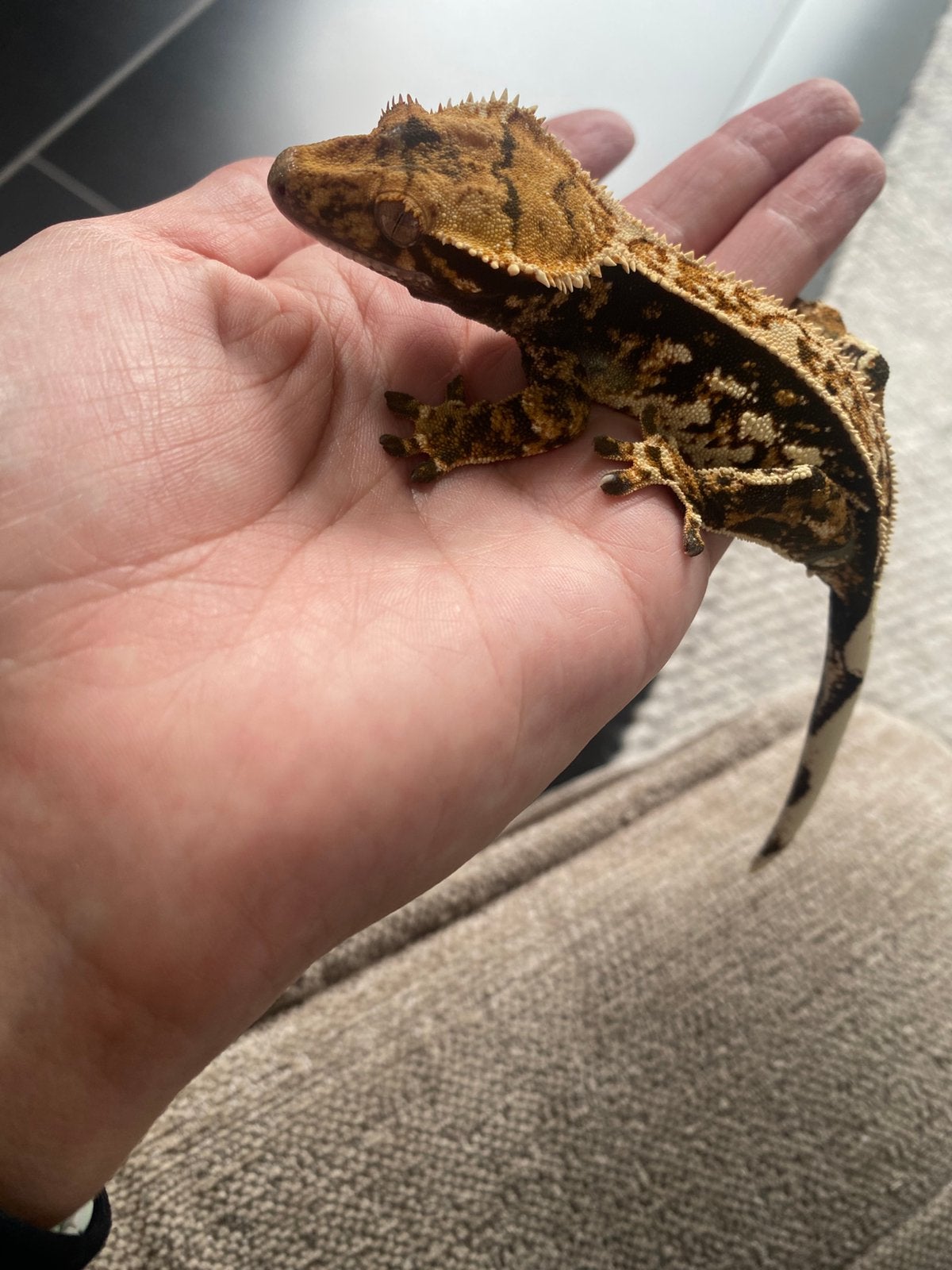 Twee Wimpergekko’s Correlophus ciliatus Crested Gecko photo 10
