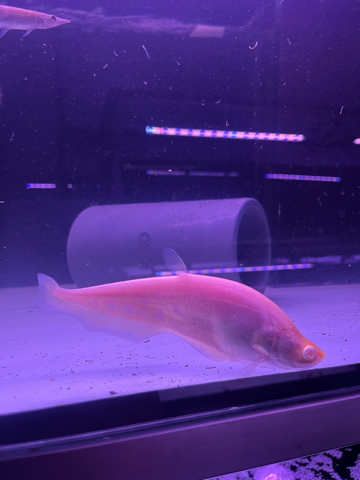 Albino dollar mesvis, Dieren en Toebehoren, Vis
