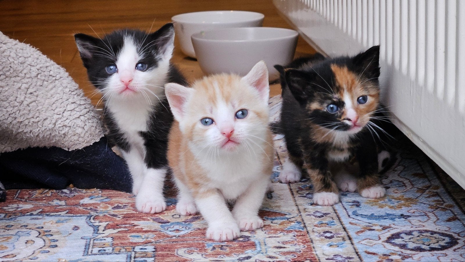 Kittens zwart/wit, rood/wit, lapje, Meerdere dieren, 0 tot 2 jaar