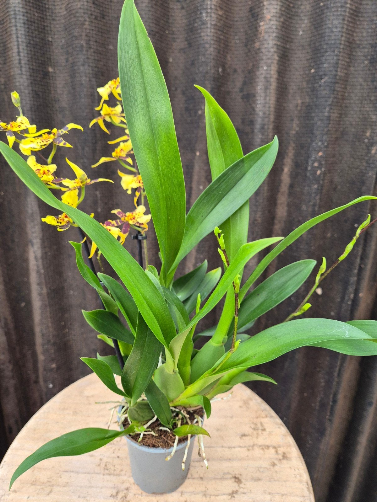 Orchidee p9 (5), Ophalen of Verzenden, Halfschaduw, Minder dan 100 cm