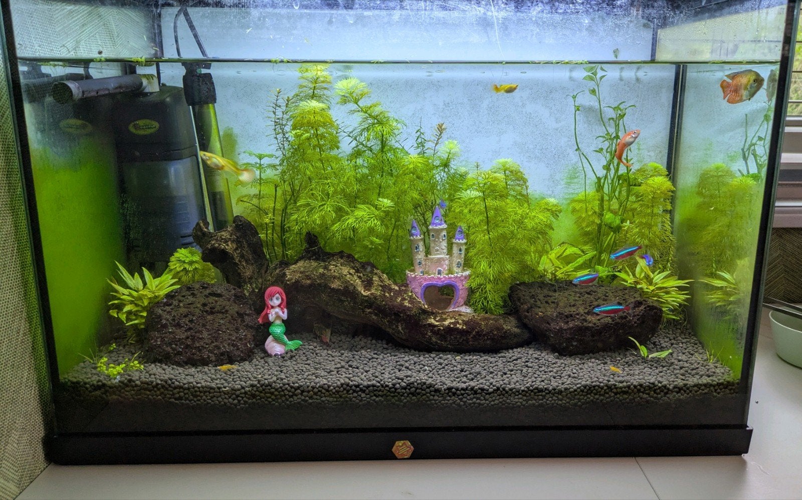 Superfish aquarium met toebehoren, Dieren en Toebehoren, Ophalen, Gebruikt, Inclusief vissen, Gevuld zoetwateraquarium