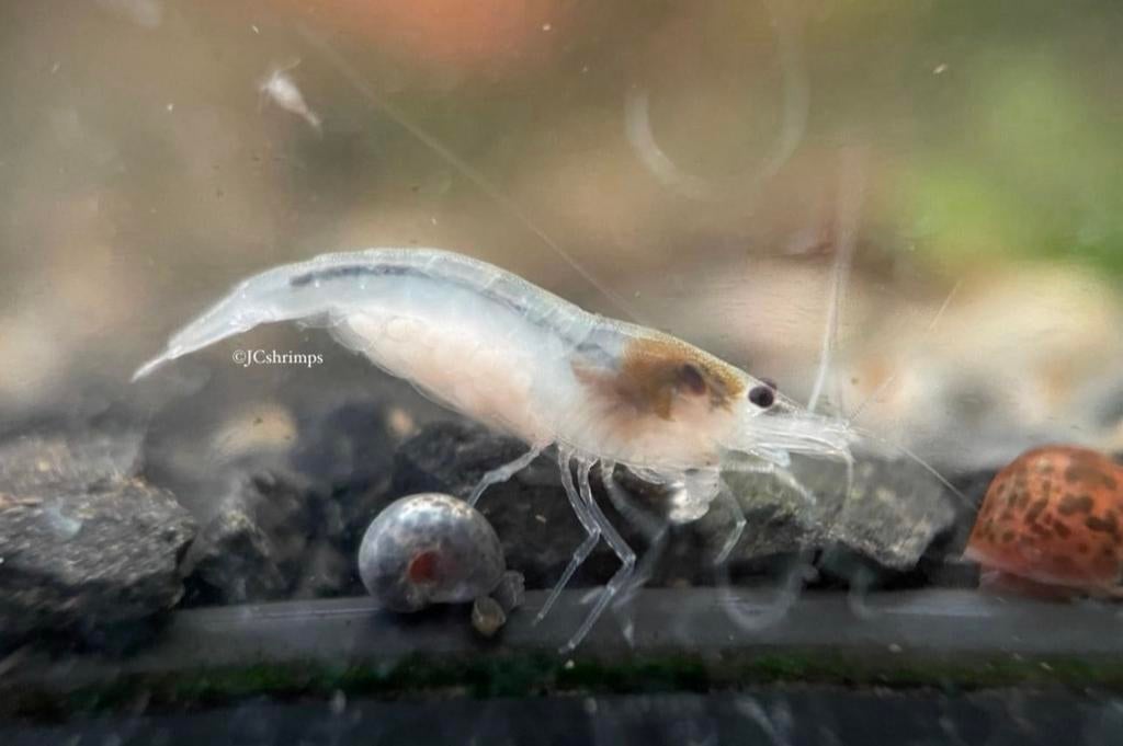White pearl garnalen | Neocaridina garnaal, Kreeft, Krab of Garnaal, Zoetwatervis