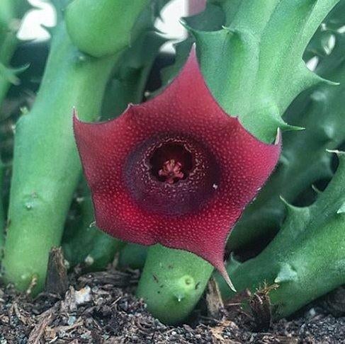 Huernia schneideriana bijzonder kamerplant stapelia aasbloem, Vetplant, Ophalen of Verzenden, Minder dan 100 cm, Bloeiende kamerplant