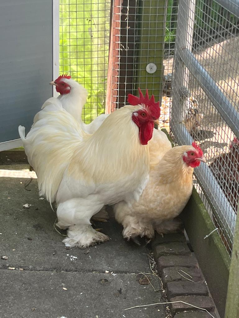 Cochin kriel haan kleur wit, Dieren en Toebehoren, Pluimvee, Mannelijk, Kip