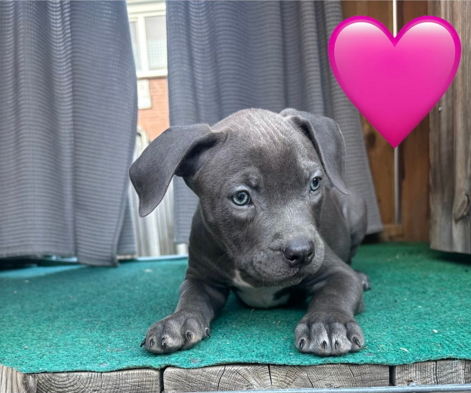 Puppies 9 weken oud!, 8 tot 15 weken, Meerdere, Meerdere dieren, Nederland