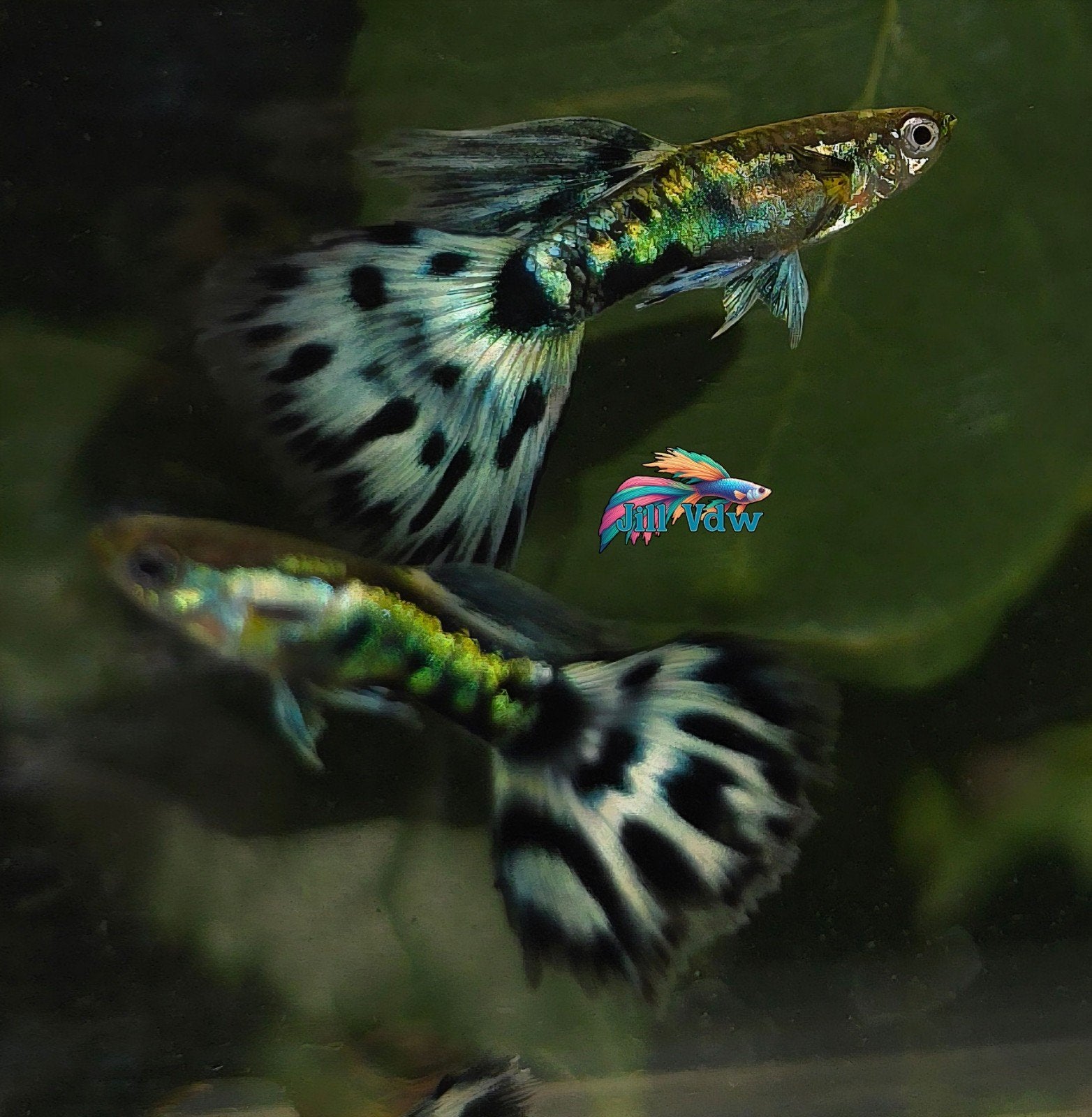 Silverado blue dragon mosaic guppen!, Dieren en Toebehoren, Vis, Zoetwatervis