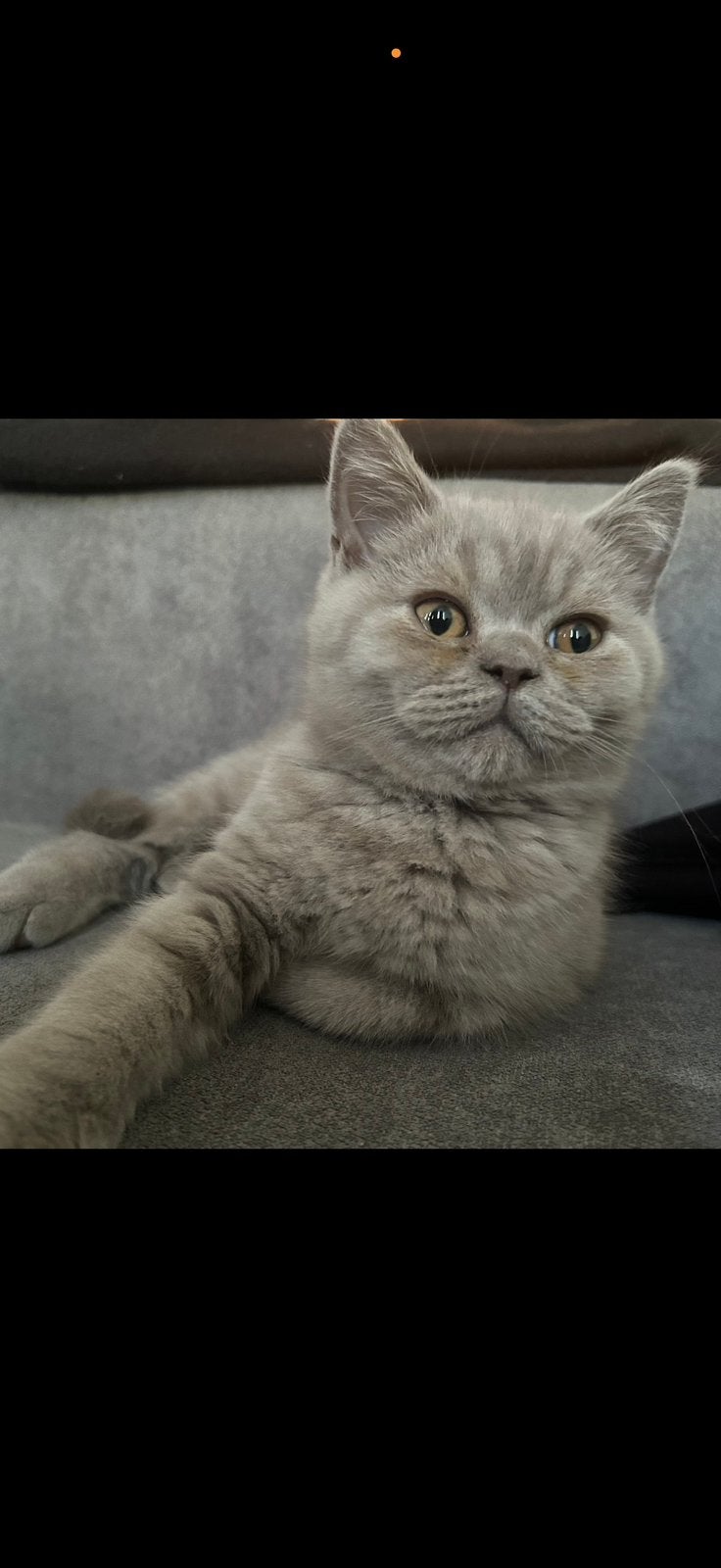Britse korthaar kitten, Kater