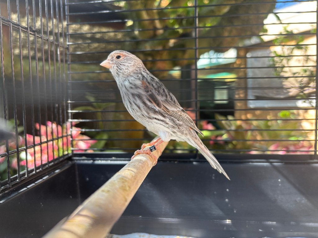 Rood Agaat Mozaïek Kanarie pop, Dieren en Toebehoren, Vogels | Kanaries, Vrouwelijk, Kleurkanarie