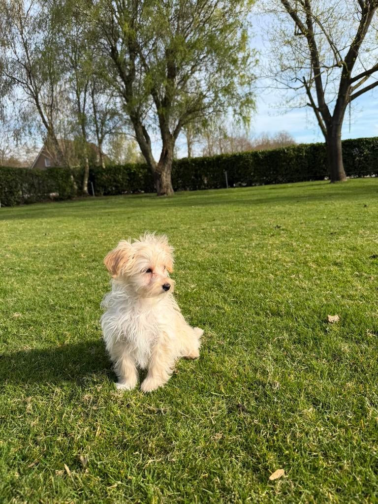 Maltipoo (Maltezer x Poedel) pups (teefje), Poedel, Parvo, Nederland, 8 tot 15 weken